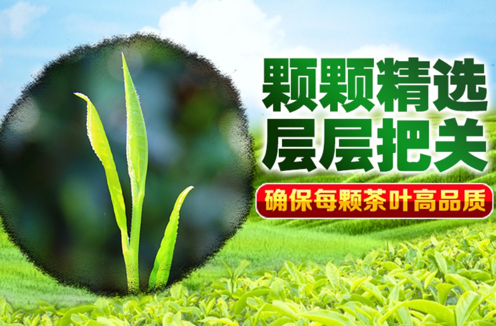 Новый зеленый чай 2016 Qing Cheng Tang (121-102) - 4