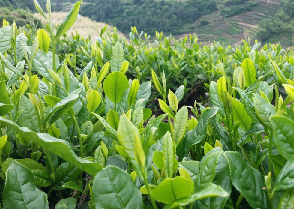 Новый зеленый чай 2016 Qing Cheng Tang (121-102) - 10