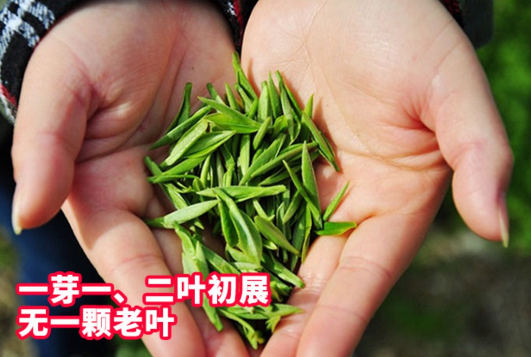 Зеленый чай 2016 года YIBEIXIANG TEA (121-103) - 8