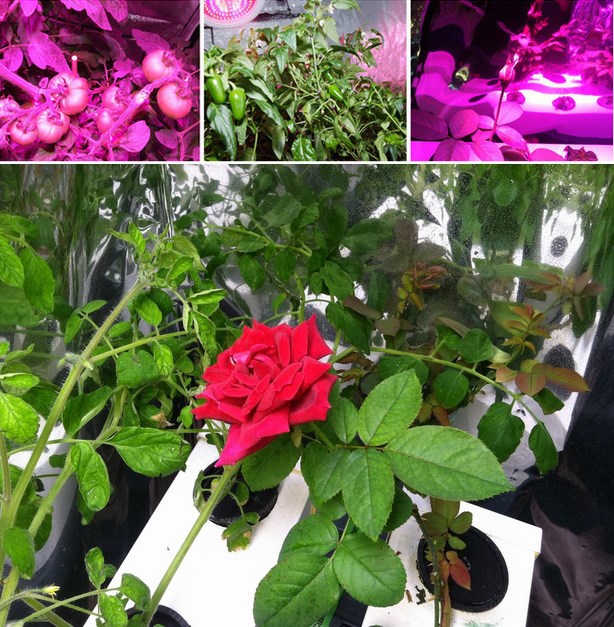 Светодиодная лампа для роста растений HYG-288X3W-W (112-106) - 5