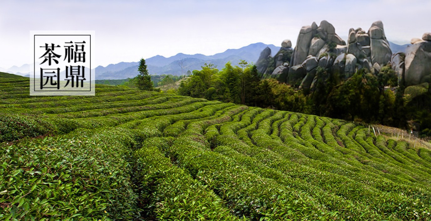 Жасминовый зеленый чай 2016 года Jing Fuyuan (121-104) - 4
