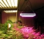 Светодиодная лампа для роста растений Billion Si Bei ZW0139-00-0 на 300 Вт (112-119) - 14