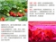 Светодиодная лампа для роста растений Billion Si Bei ZW0139-00-0 на 300 Вт (112-119) - 9
