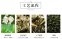 Жасминовый зеленый чай 2016 года Jing Fuyuan (121-104) - 9