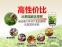 Новый зеленый чай 2016 Qing Cheng Tang (121-102) - 5